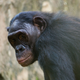 Imagen para el artículo titulado Graban por primera vez a un chimpancé masturbándose con un objeto creado por humanos